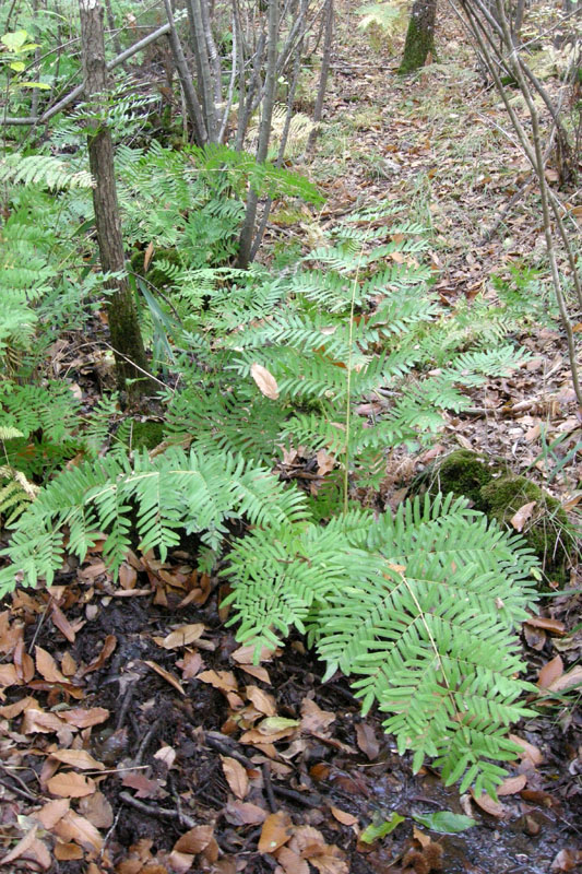 Osmunda regalis / Osmunda regale